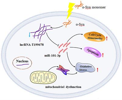 Commentary: LncRNA-T199678 Mitigates α-Synuclein-Induced Dopaminergic Neuron Injury via miR-101-3p